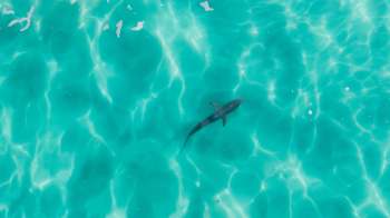 A shark swims just below the surface of clear turquoise water.