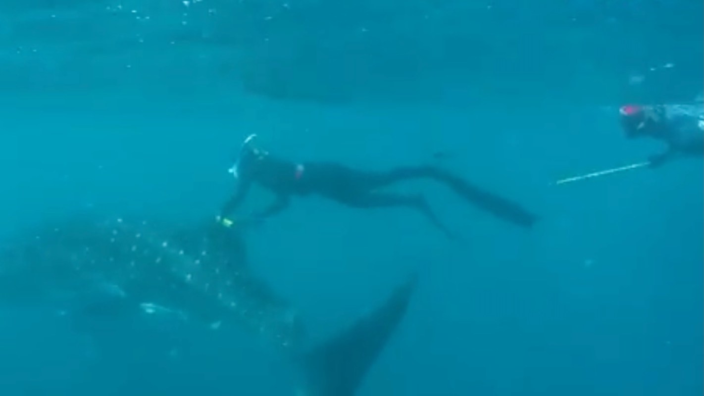 A diver interacts with a whale shark.