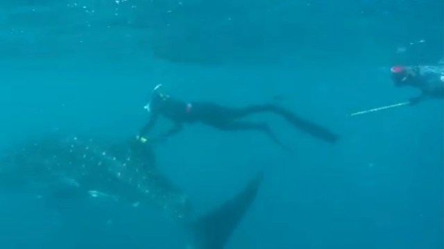 A diver interacts with a whale shark.