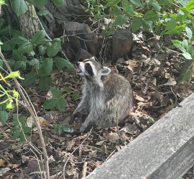 A raccoon looking up at a tree.