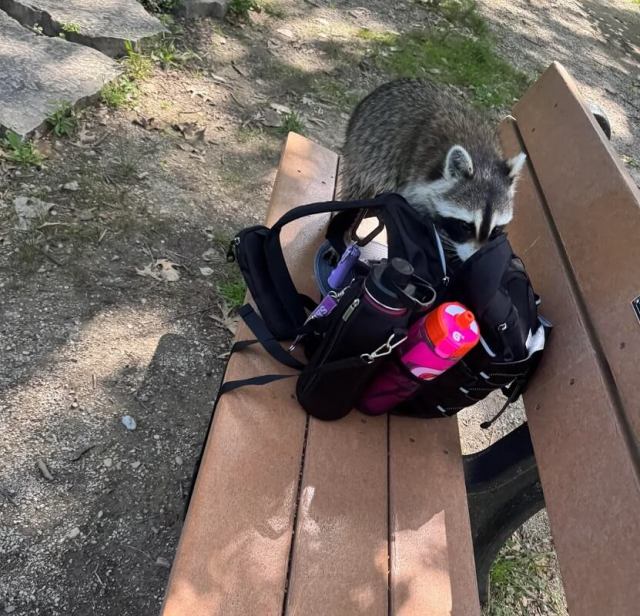 A raccoon rummaging in a hiking pack.