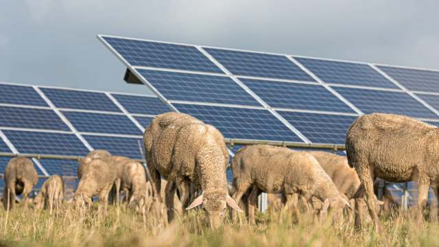 Sheep grazing in a field with solar panels.