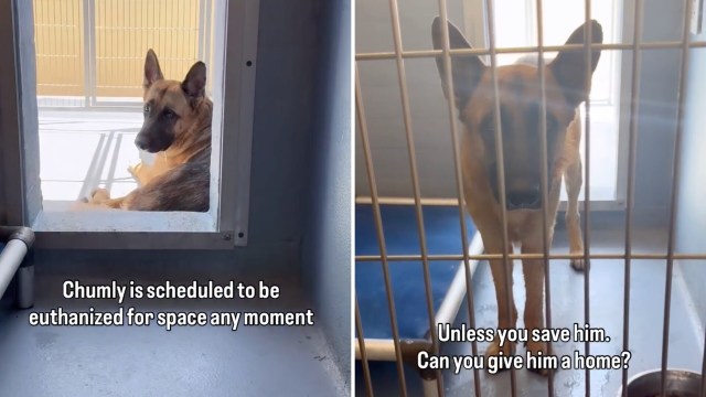 A German Shepherd in a shelter pen looking out, with a message about urgent adoption needs.
