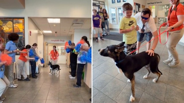 An adopted dog around people.