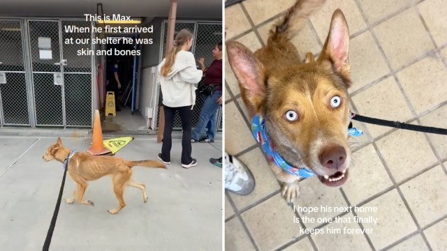 An adopted dog.