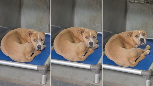 A curled-up dog rests on a blue pet bed in a kennel, gazing directly at the camera.