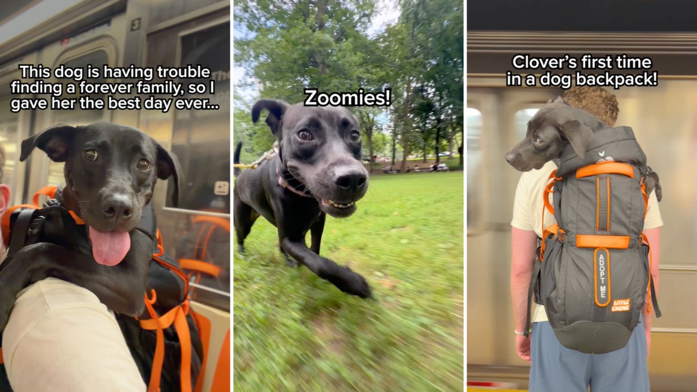 A black dog enjoys a day out, first in a subway, then running in a park, and finally in a backpack.