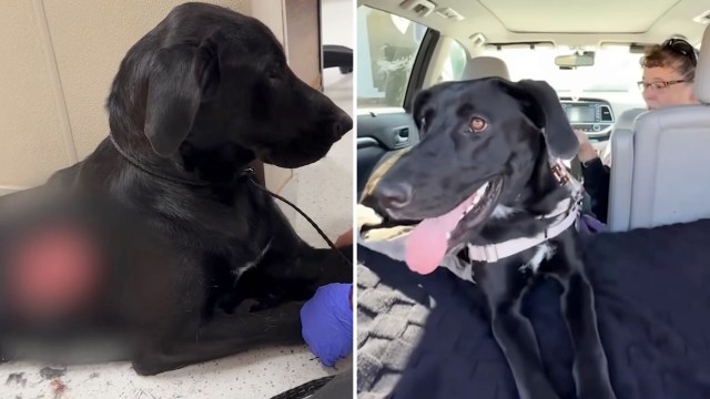 A black dog, after being seen with a wound, sits in a car next to a woman, appearing happy and relaxed with its tongue out.