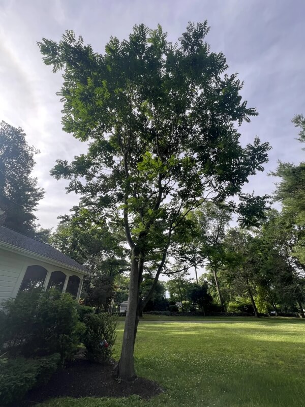 A Tree of Heaven growing close to his home.
