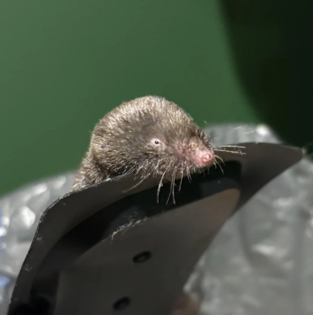 A shrew.