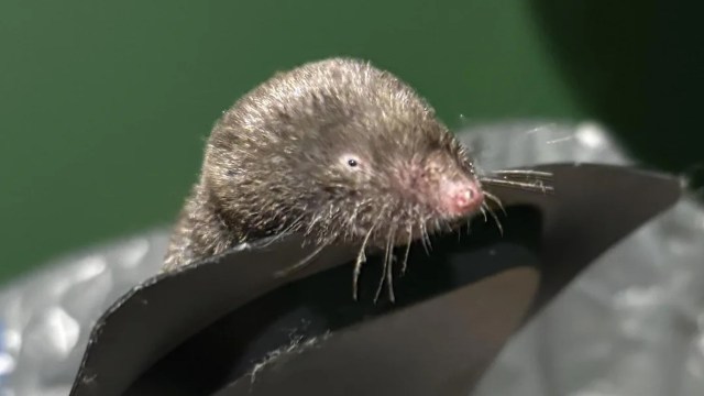 A shrew.