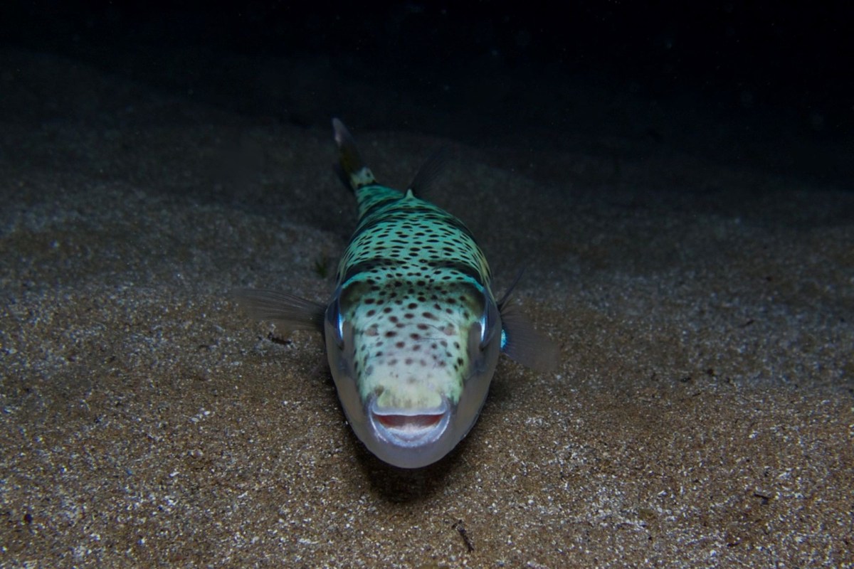 A silver-cheeked toadfish with human-like teeth.
