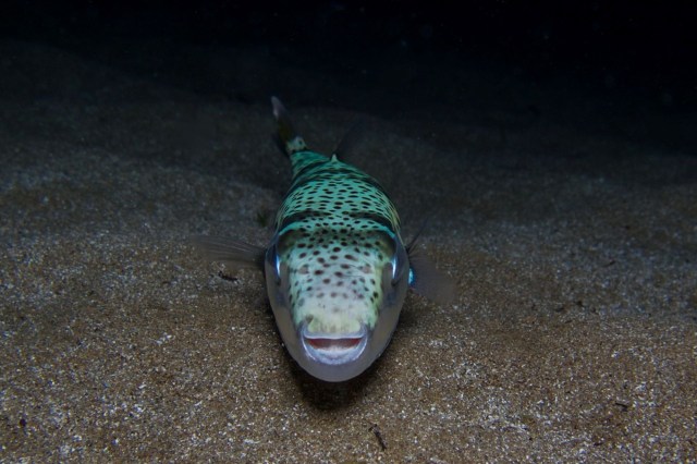 A silver-cheeked toadfish with human-like teeth.