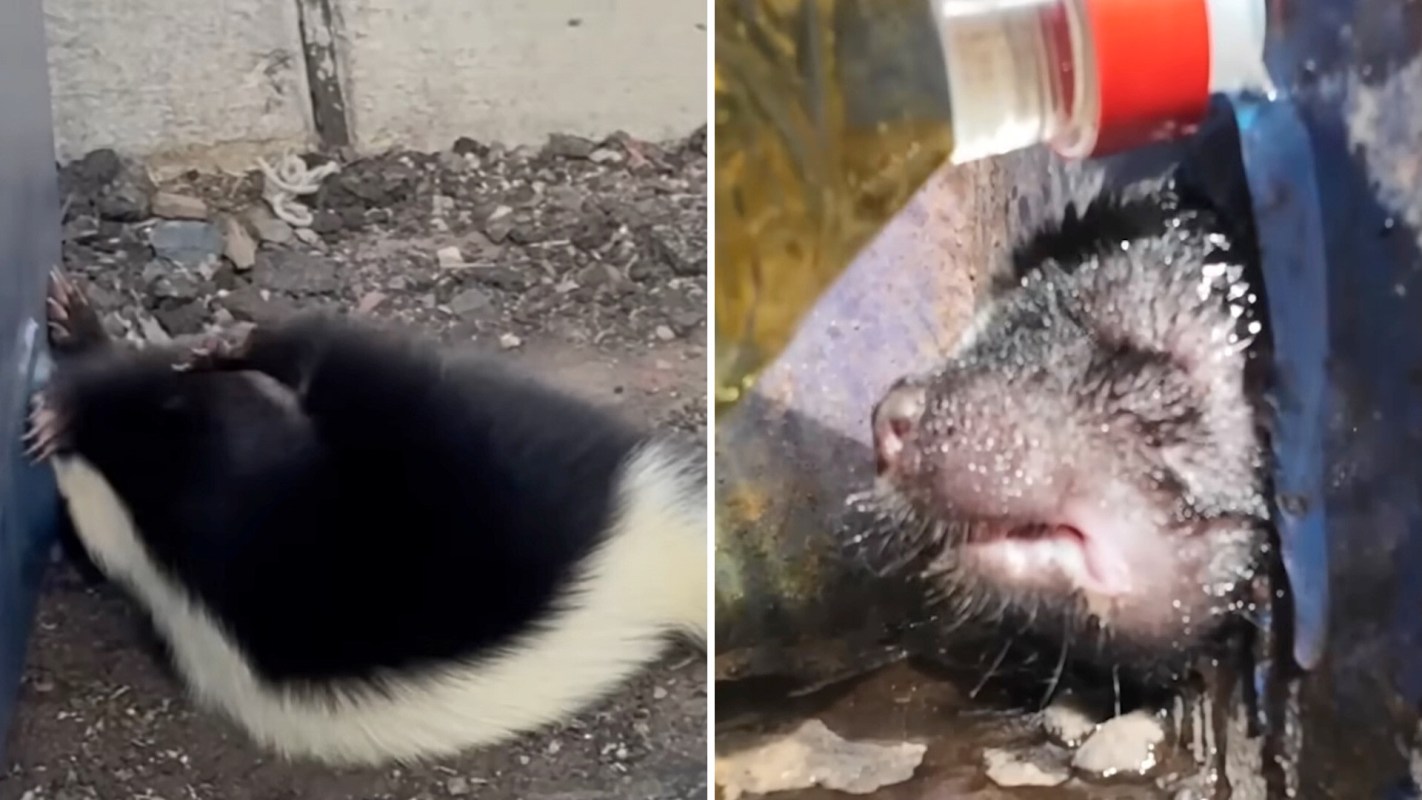 A skunk is stuck in the photo at the left and has oil poured on its head in the right photo.