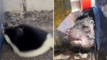 A skunk is stuck in the photo at the left and has oil poured on its head in the right photo.