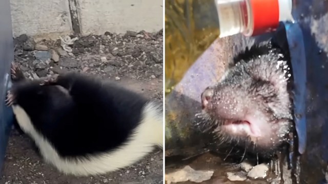 A skunk is stuck in the photo at the left and has oil poured on its head in the right photo.