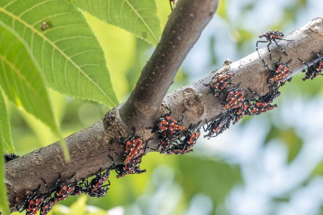 Spotted lanternflies.