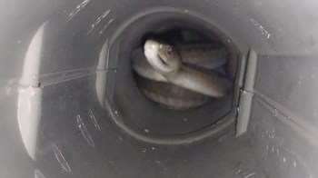 A black mamba inside a leaf blower pipe.