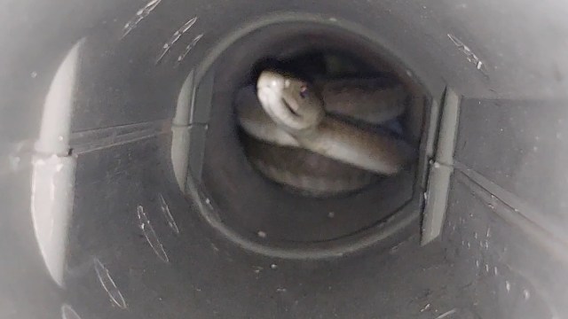 A black mamba inside a leaf blower pipe.