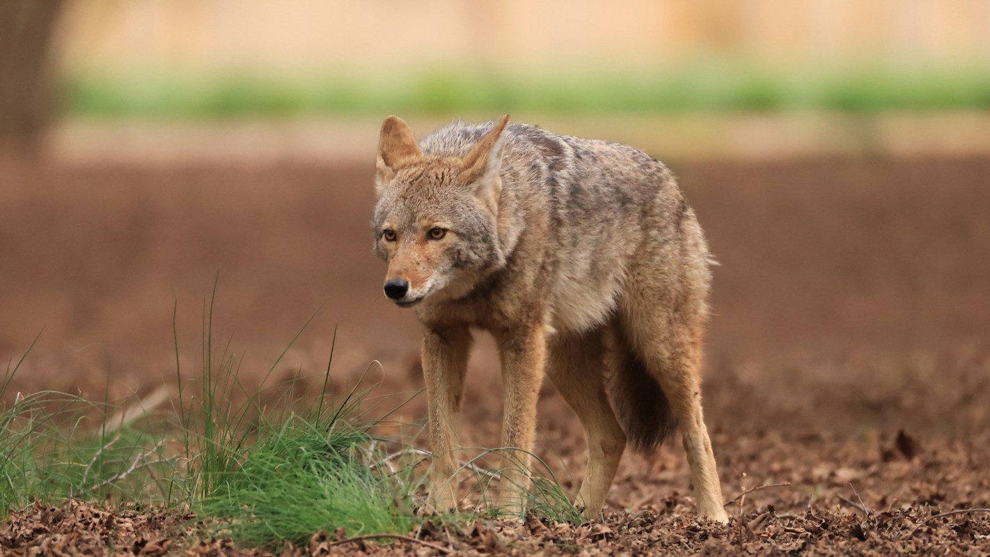 A coyote walking through a field with patches of grass and earthy soil in the background.
