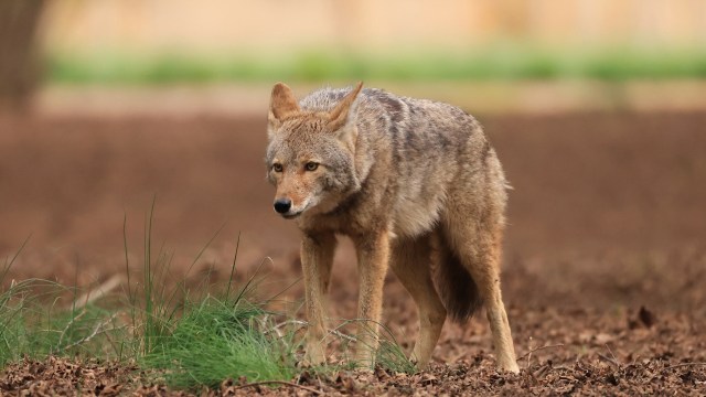 A coyote walking through a field with patches of grass and earthy soil in the background.