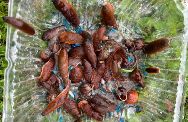 Brown slugs and snails in a clear container.