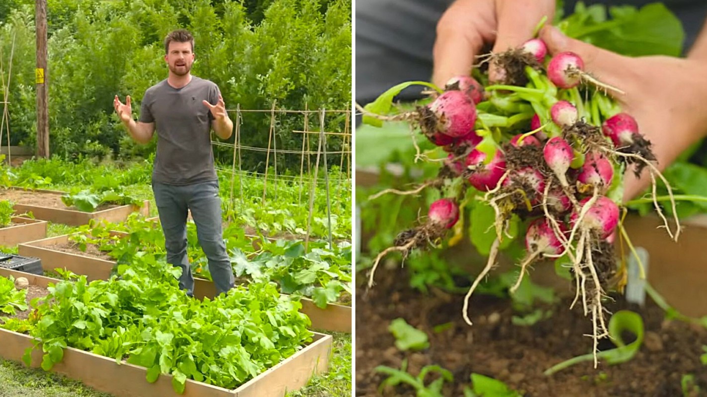 A man gestures in a lush vegetable garden while holding freshly harvested radishes.