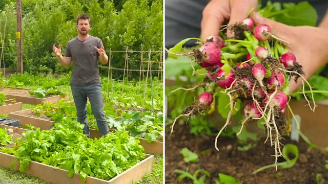 A man gestures in a lush vegetable garden while holding freshly harvested radishes.