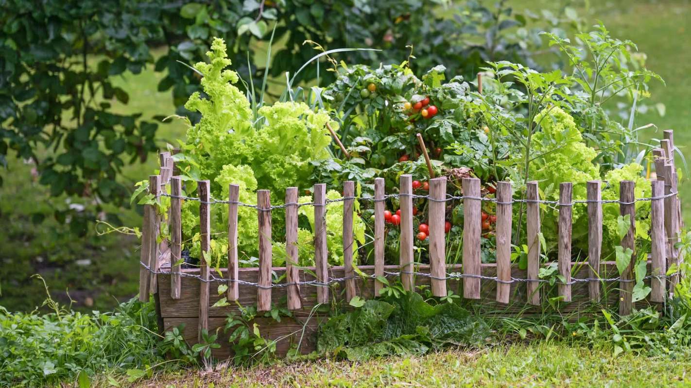 A small garden bed enclosed by a rustic wooden fence, featuring vibrant lettuce and ripe tomatoes.