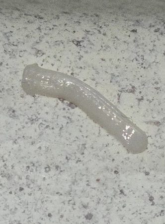 A close-up of the worm.