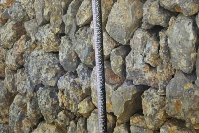 A black and white snake dangling in front of rocks.