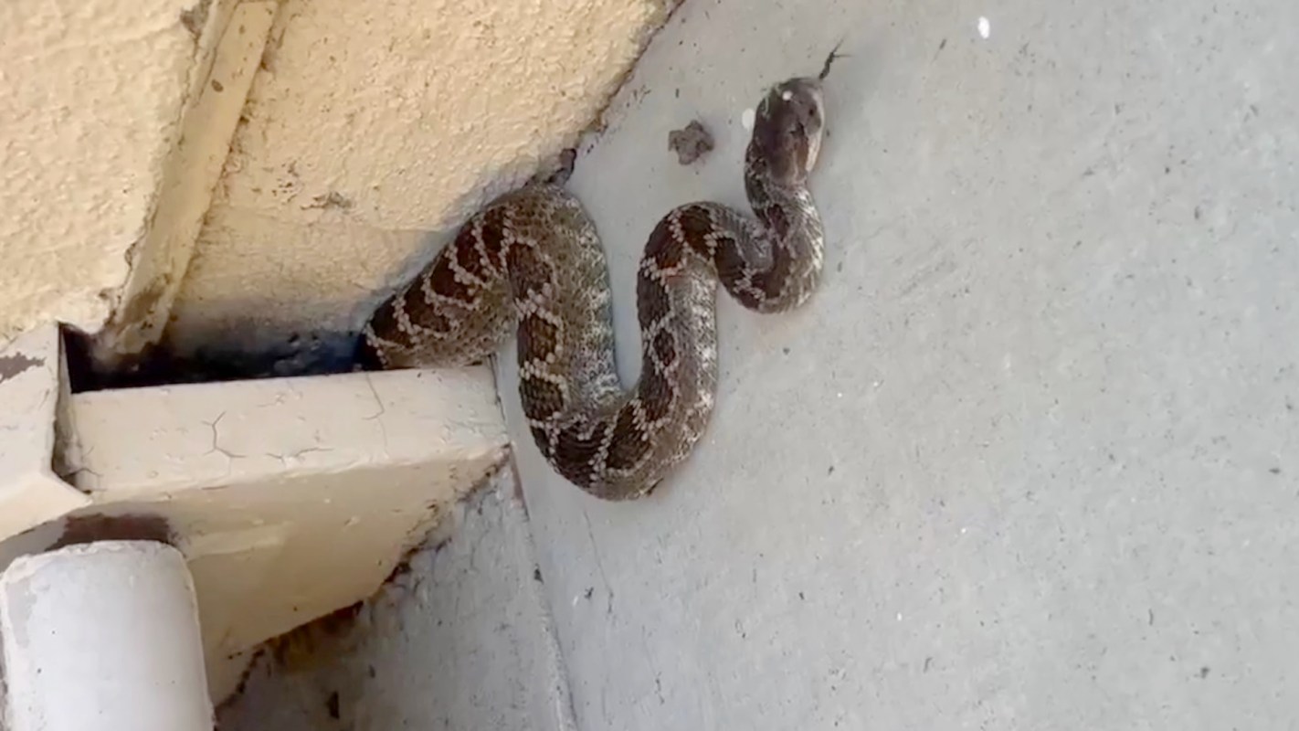 A snake is coiled near a wall and pipe, blending in with its surroundings.