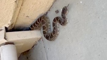 A snake is coiled near a wall and pipe, blending in with its surroundings.