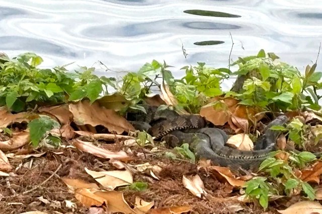 A snake mating ball near the water's edge.