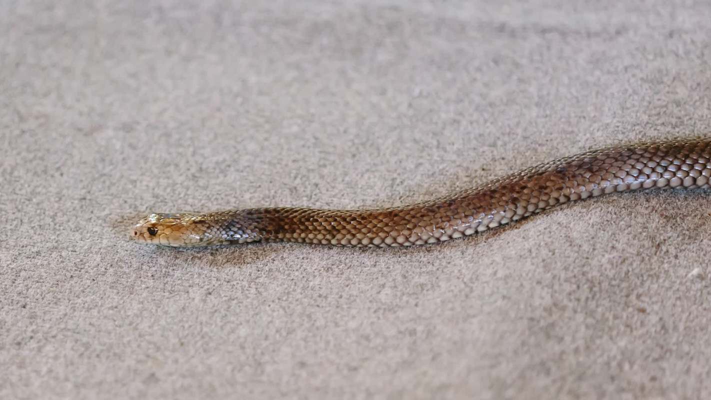 A slender snake with a patterned body slithers across a light-colored surface.