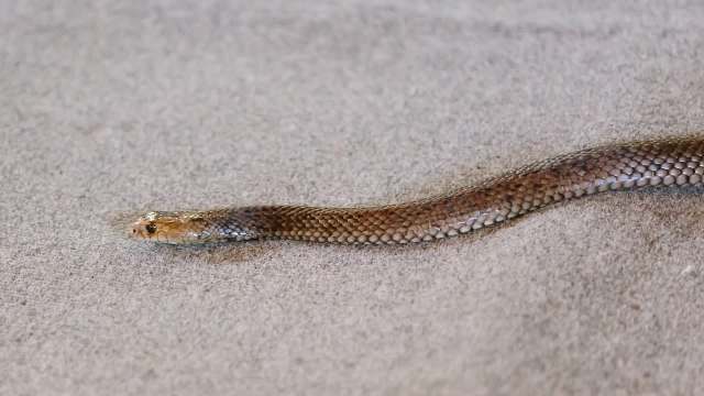 A slender snake with a patterned body slithers across a light-colored surface.