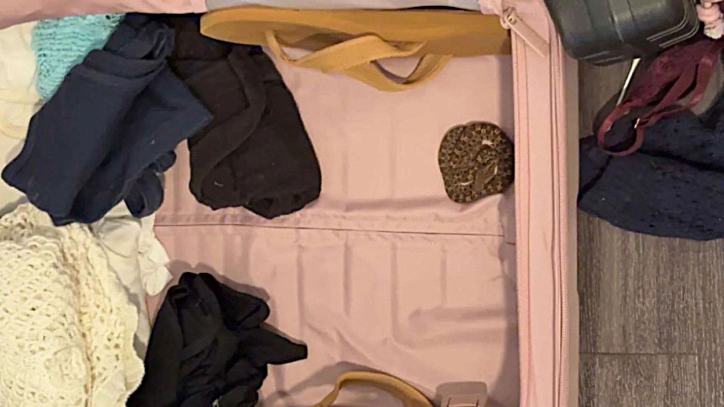 A snake in a suitcase.