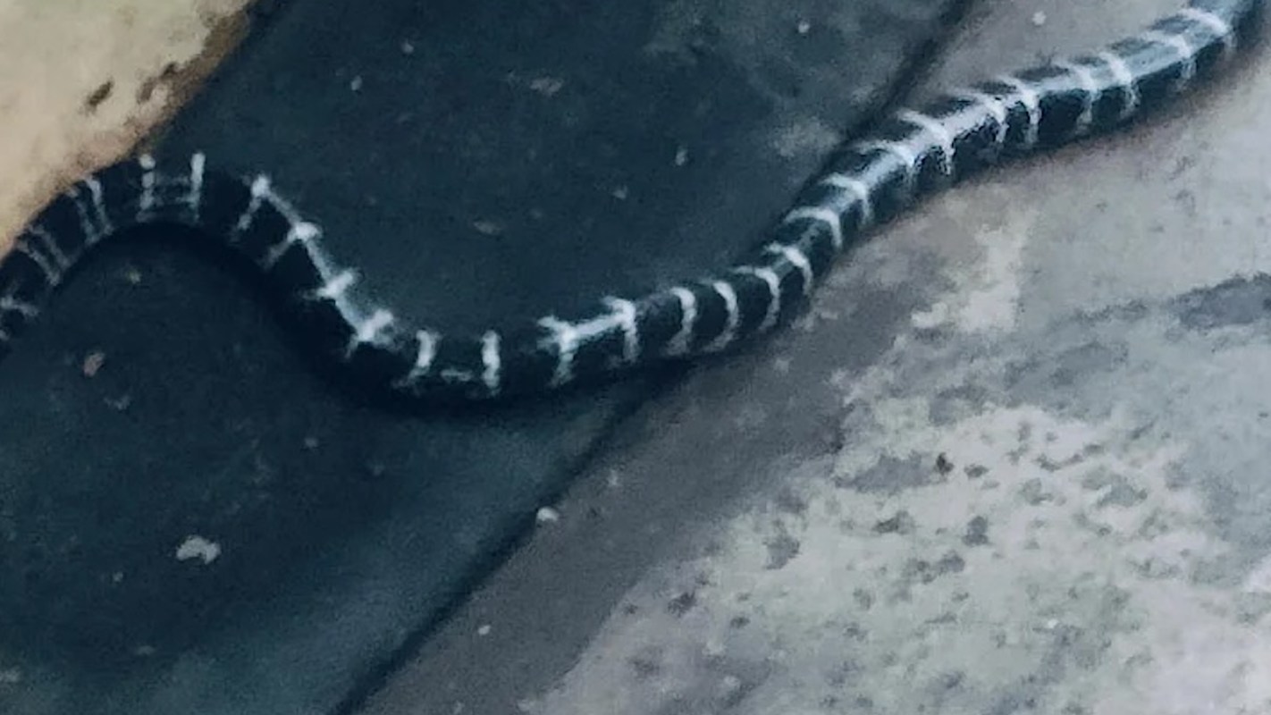 A dark snake with white stripes slithering across concrete.