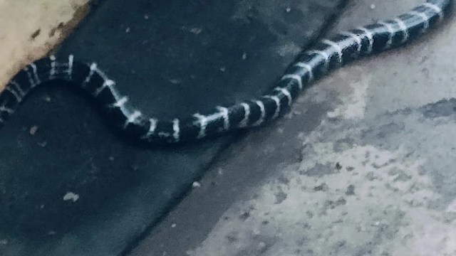 A dark snake with white stripes slithering across concrete.
