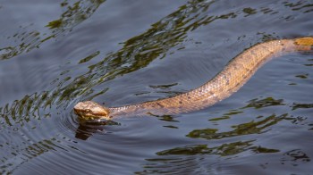 A brown snake in water.