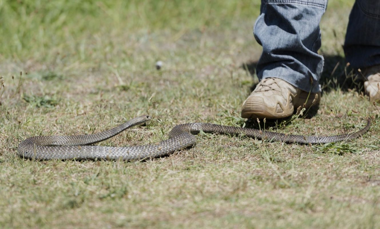 A snake on the ground near a person's sneaker.