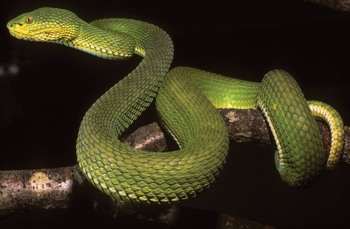 A vibrant green snake coiled around a branch, set against a dark background.