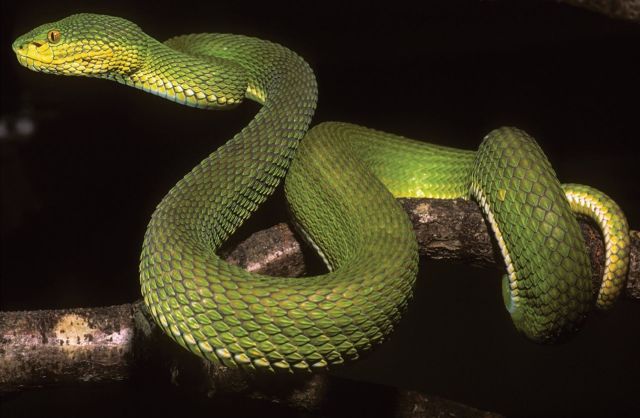 A vibrant green snake coiled around a branch, set against a dark background.