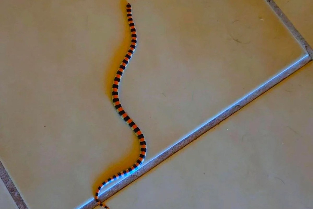 A western ground snake on a tile floor.