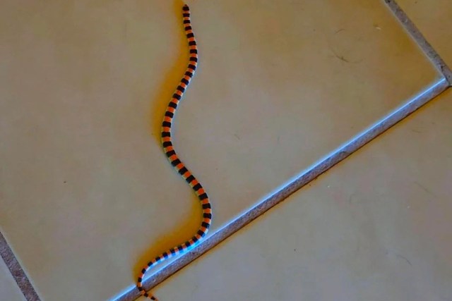 A western ground snake on a tile floor.