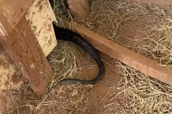 A black snake poking its head in a nest box.