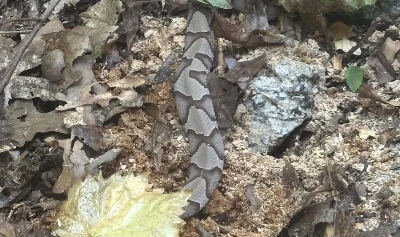A camouflaged snake resting among brown leaves and rocks on the forest floor.