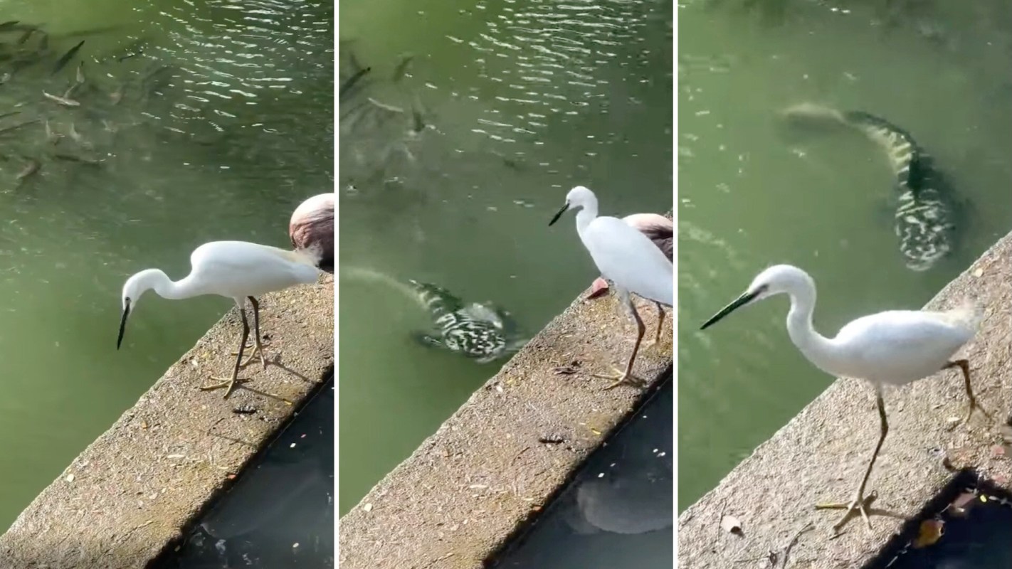 A snakehead fish scaring off a bird eyeing its babies.