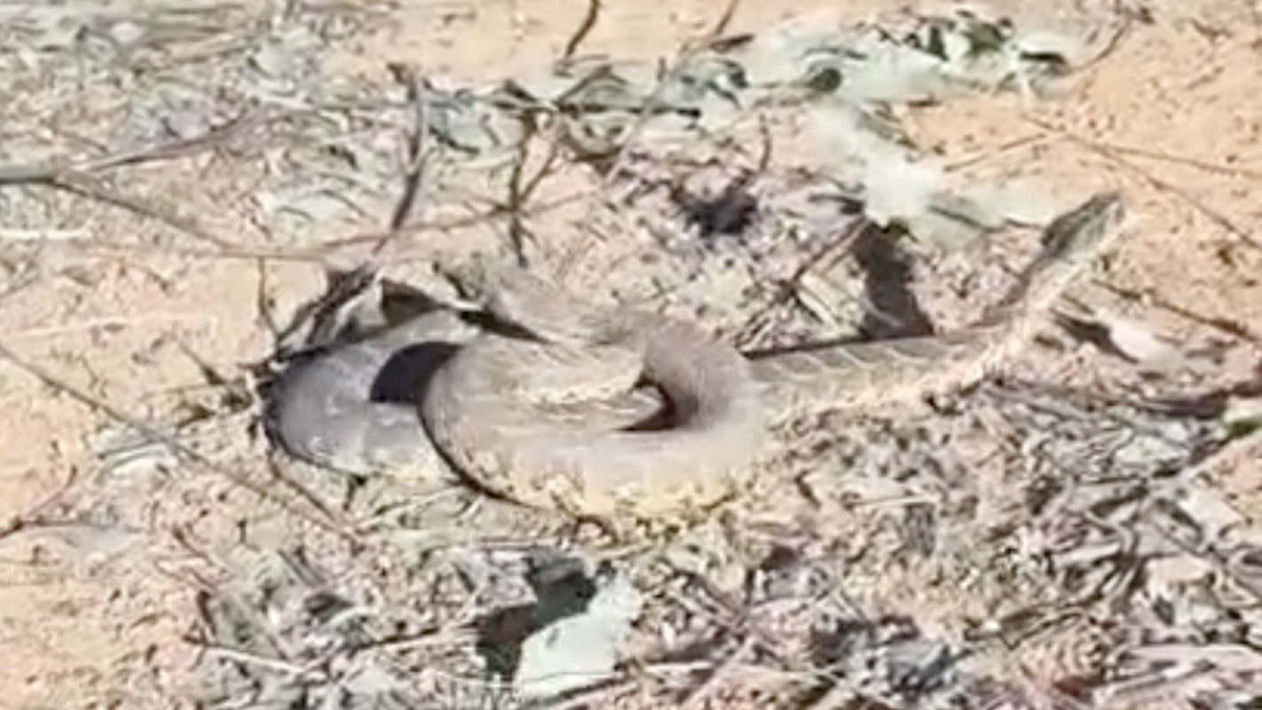 Two puff adder snakes wrestling each other.