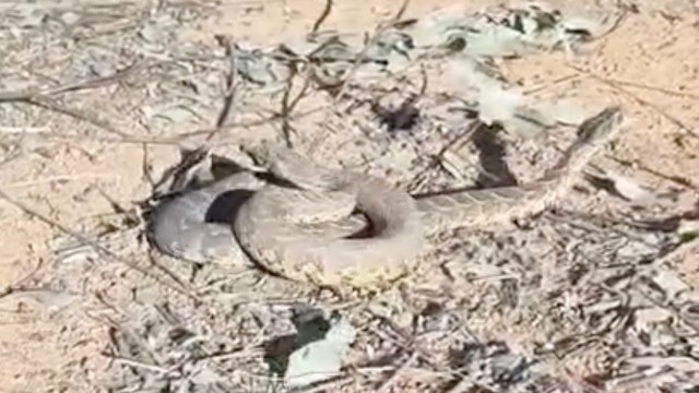 Two puff adder snakes wrestling each other.